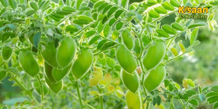 पूसा संस्थान ने विकसित की जलवायु स्मार्ट सूखा सहिष्णु चना किस्म पूसा जे. जी. 16